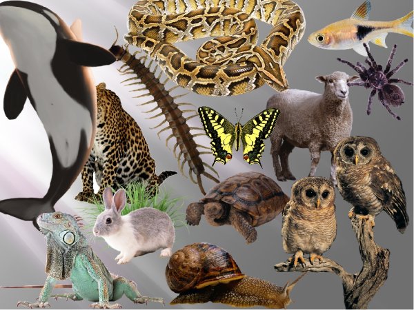 Царство животные