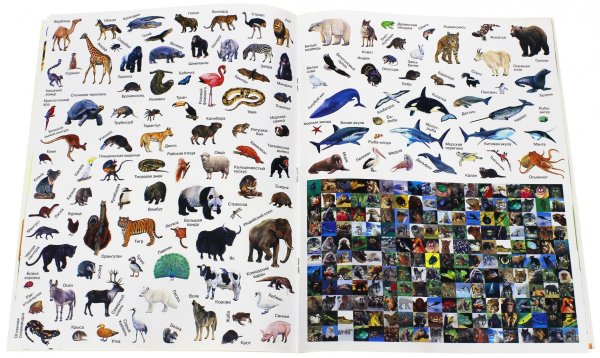 Животный мир планеты