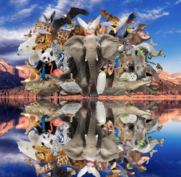 Удивительный мир животных