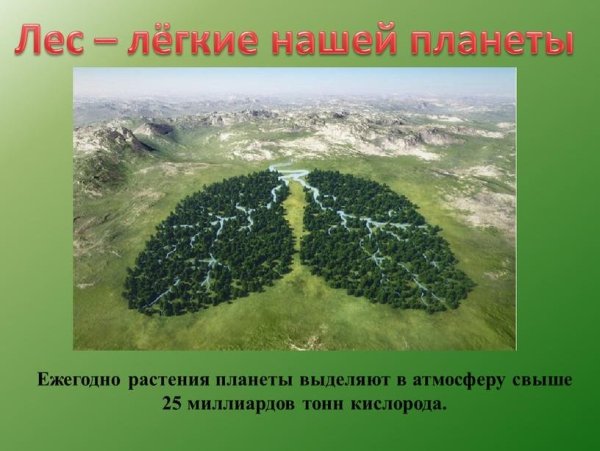 Зеленые легкие планеты