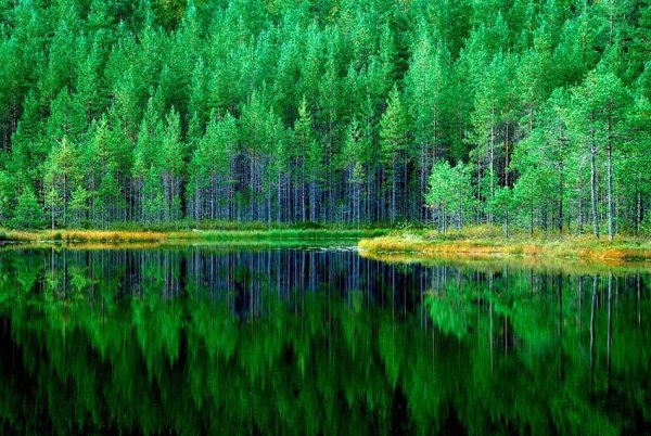 Леса на планете земля