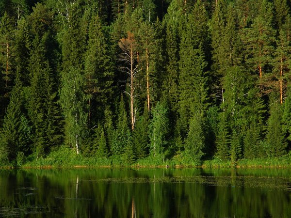 Тайга хвойные леса России