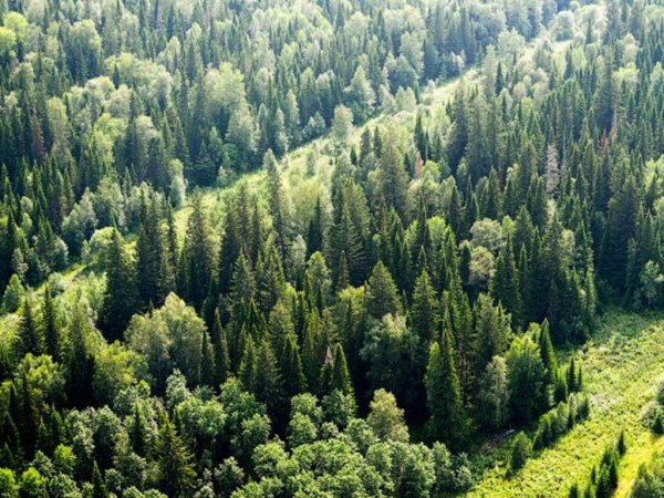 Лесная промышленность Красноярского края