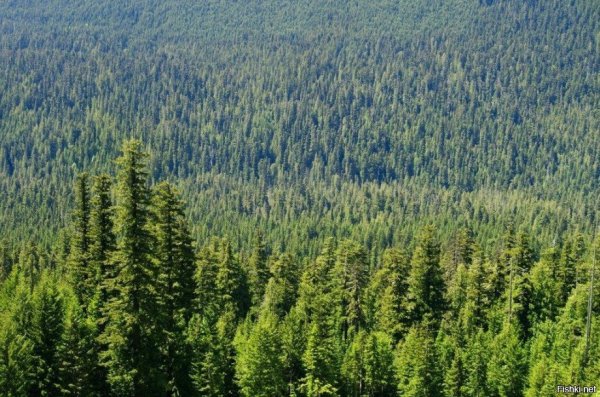 Флора тайги в Северной Америке