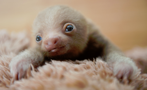 Детеныш ленивца