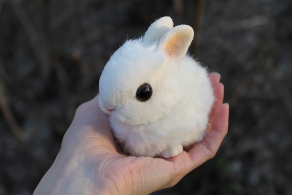 Японский карликовый кролик