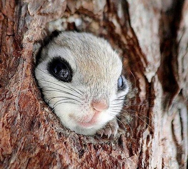 Японская летяга Момонга