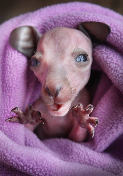 Необычные животные