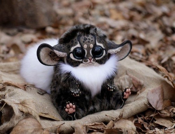 Мадагаскарский глазоух