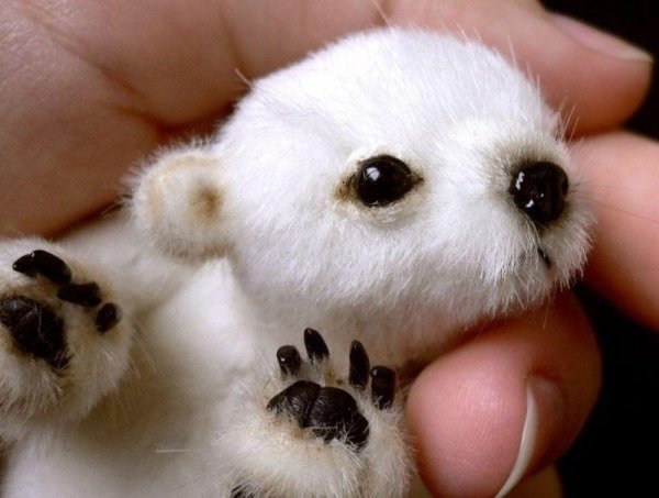 Самая милая