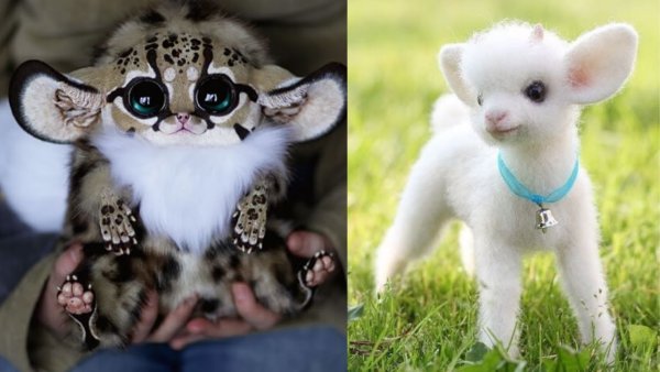 Австралийский глазоух