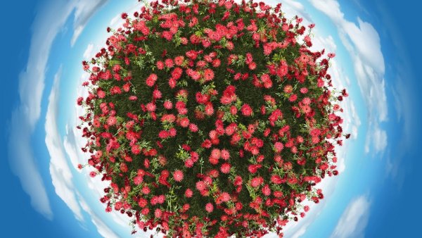 Цветущая Планета