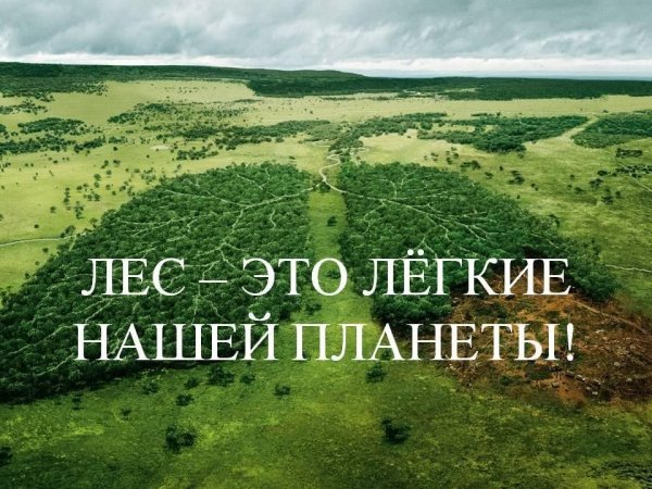 Леса легкие планеты