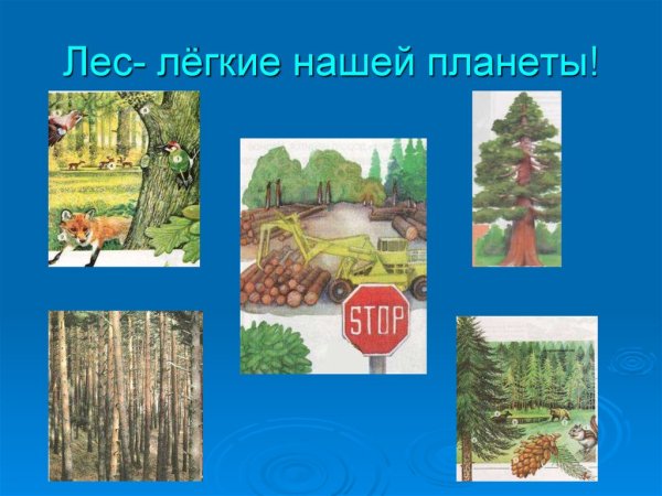 Лес легкие планеты