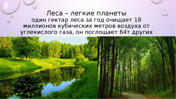 Лес легкие нашей планеты