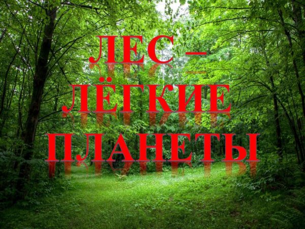 Леса легкие нашей планеты