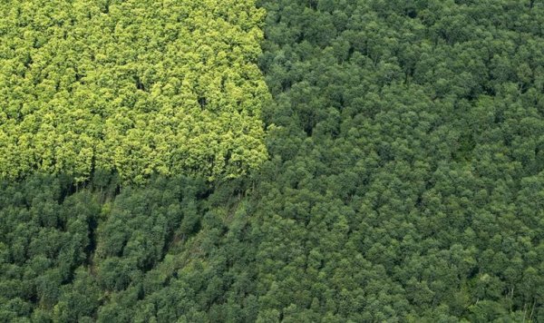 Лес легкие планеты