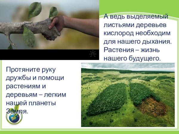 Лес легкие нашей планеты