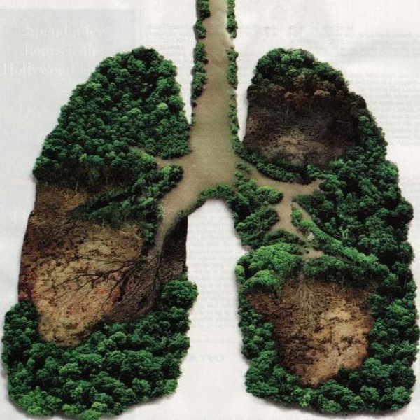 Деревья легкие планеты