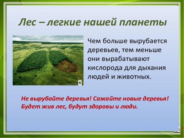 Лес легкие нашей планеты