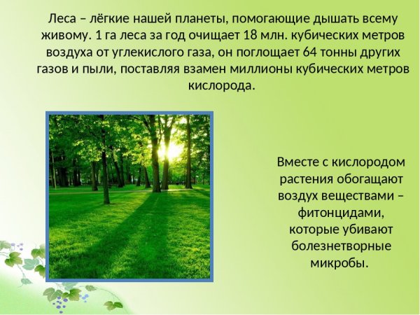 Леса легкие нашей планеты
