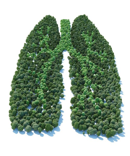 Леса легкие планеты