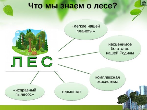 Лес зеленые легкие нашей планеты