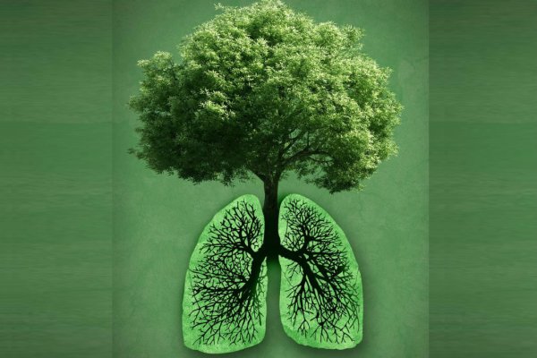 Деревья легкие планеты