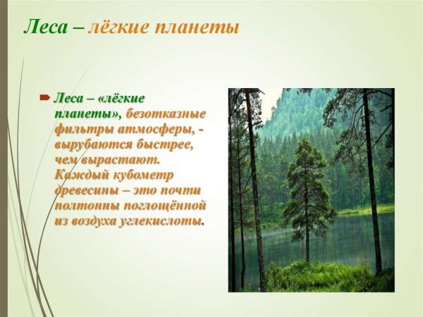 Лес легкие планеты