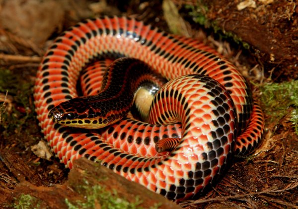 Farancia erytrogramma змея