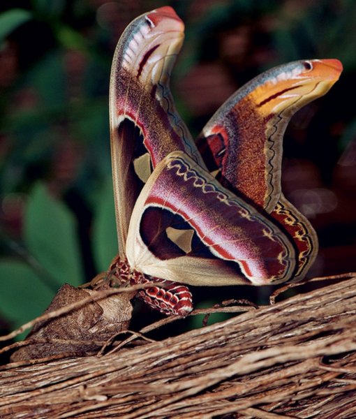 Павлиноглазка атлас Attacus Atlas