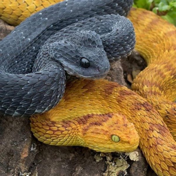 Шершавая древесная гадюка (Atheris squamigera)