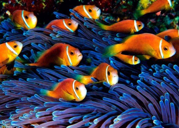 Разноцветные рыбки