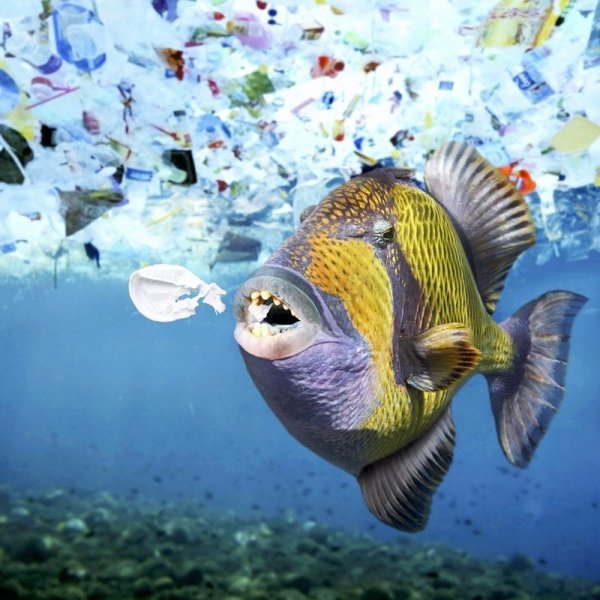Рыбы в мусоре