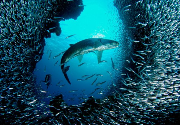 Подводный мир