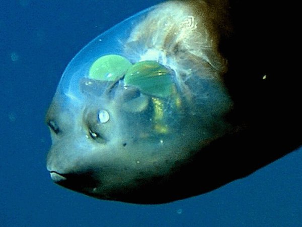 Рыба малоротая макропинна