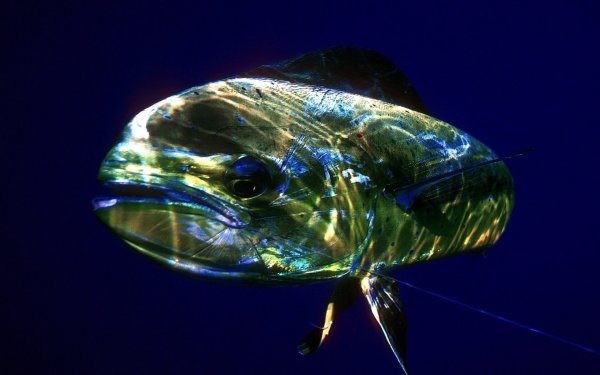 Редкие рыбы