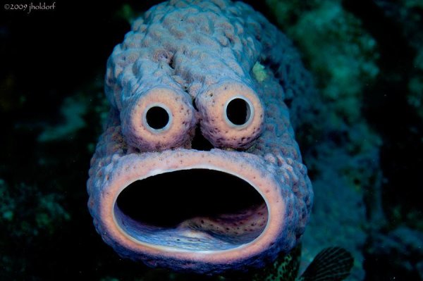 Страшное Морское животное