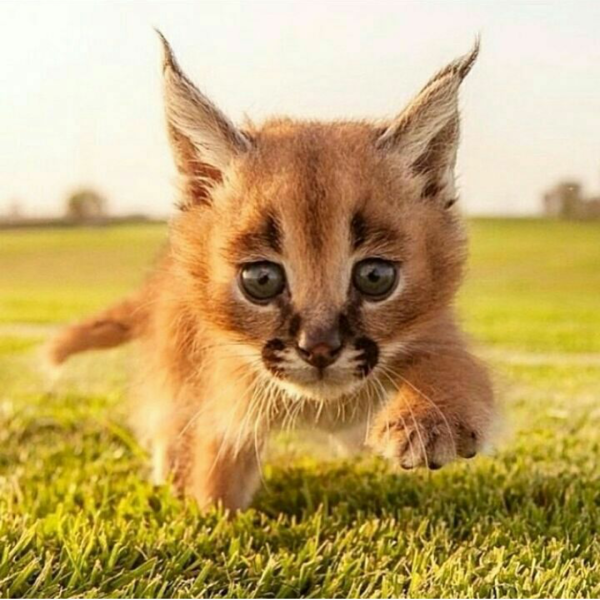 Рысёнок каракал