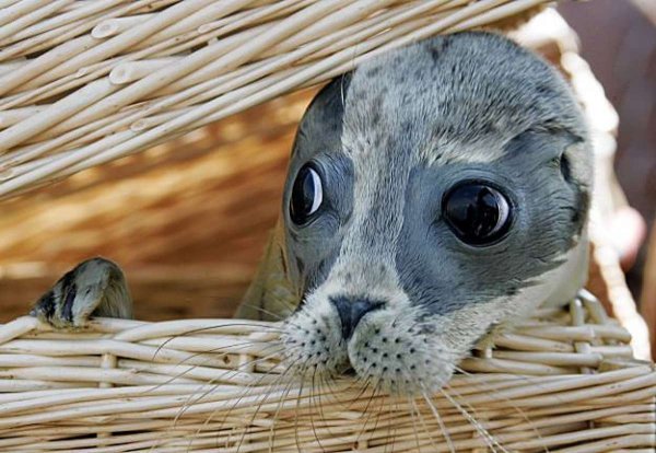 Самые милые зверьки на планете
