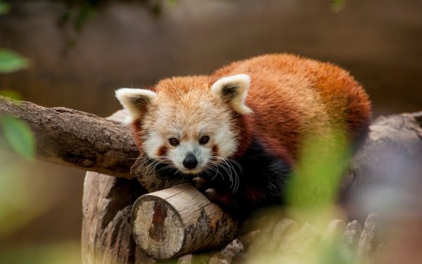 Красная Панда эндемик