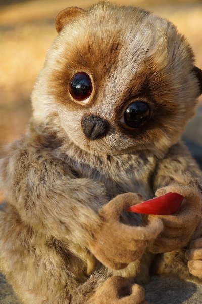 Лемуры, Лори, галаго