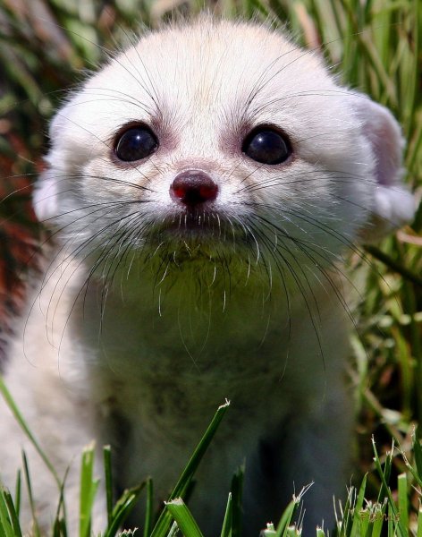 Милые животные