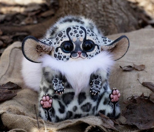 Мексиканский глазоух зверек