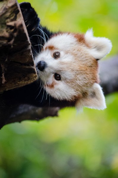 Милые животные