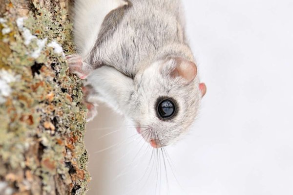 Японская летяга Момонга