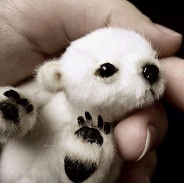 Маленькие зверьки