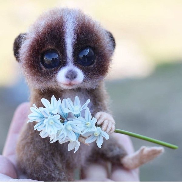 Лимур Лори голубоглазы