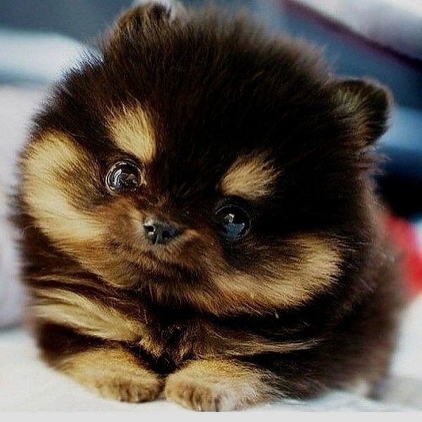 Померанский шпиц окрас Панда