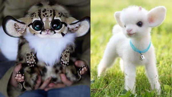 Австралийский глазоух